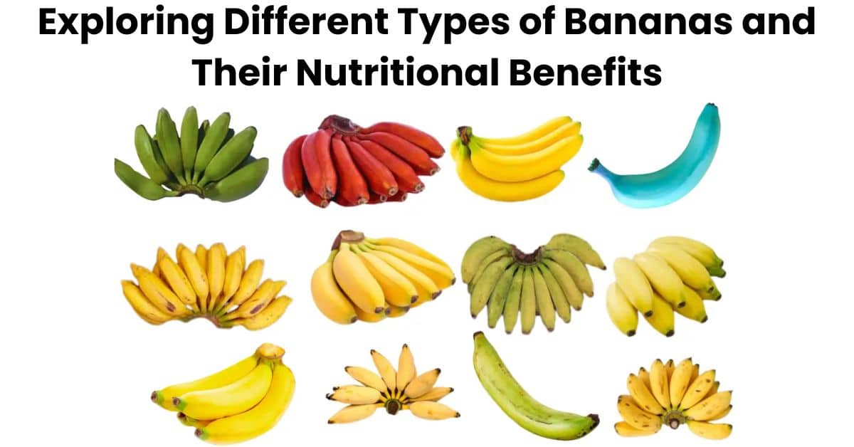 Exploring Different Types of Bananas and Their Nutritional Benefits