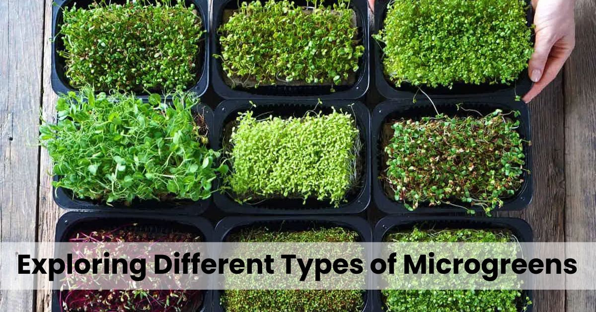 Exploring Different Types of Microgreens