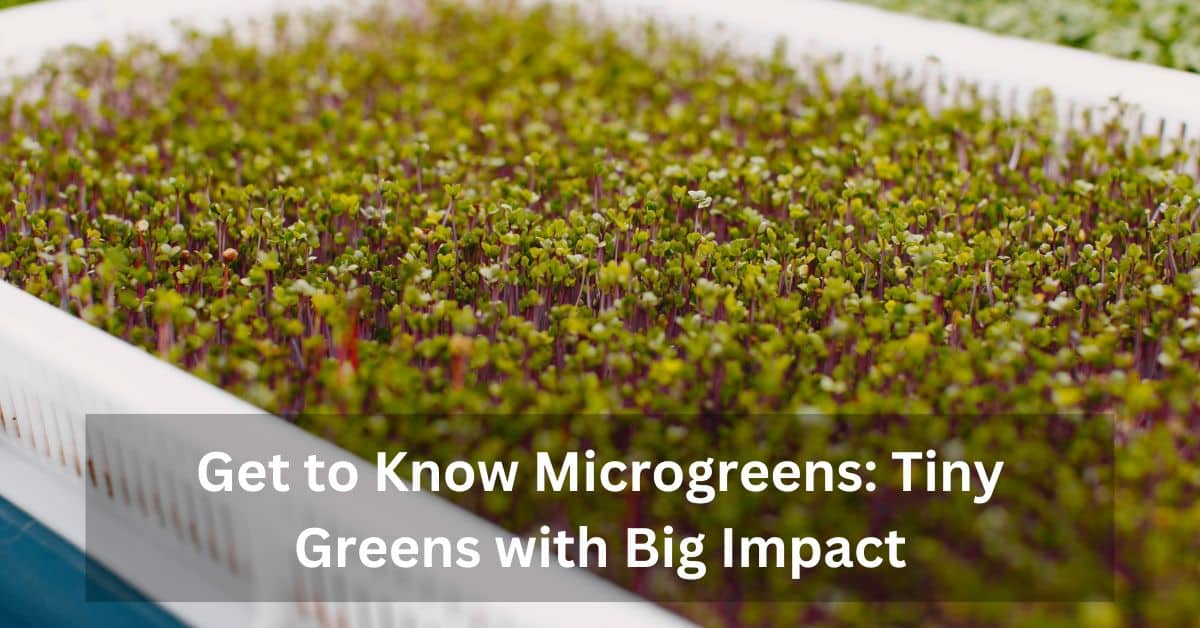 Get to Know Microgreens: Tiny Greens with Big Impact