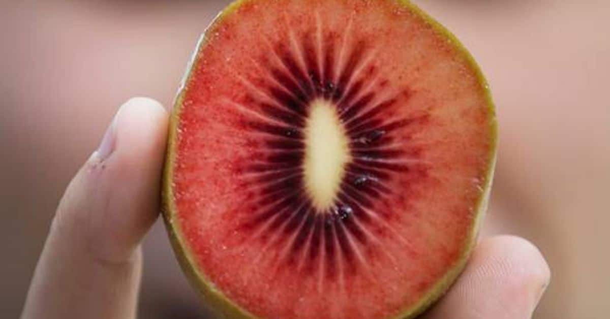 Red Kiwi