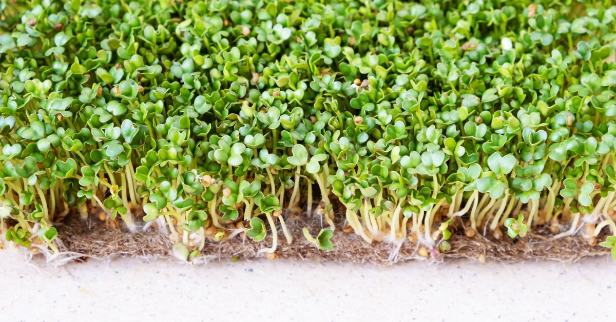 Microgreens